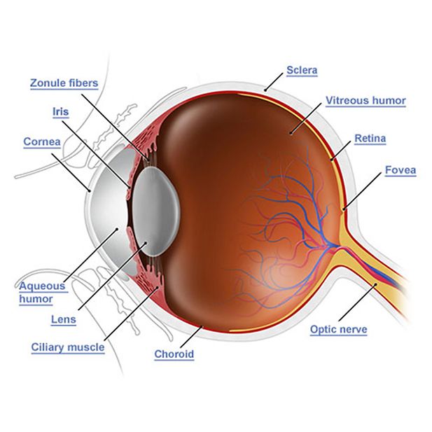 Anatomy_of_the_Eye_row_3