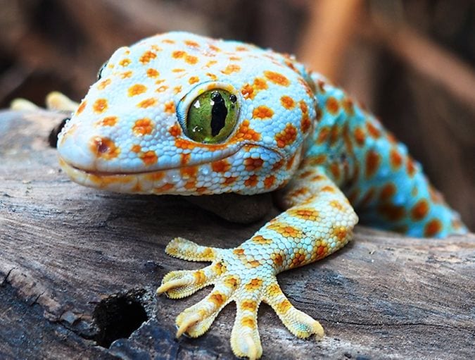 Animals_with_best_eyesight_row_1