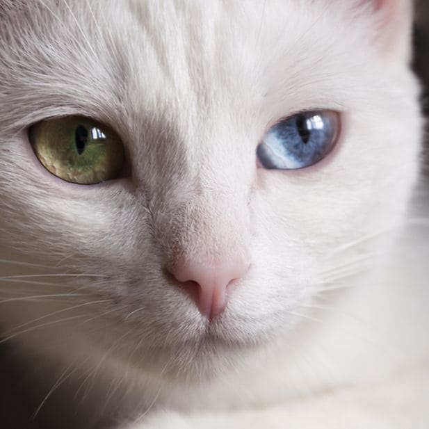 Different_eye_colour_row_8