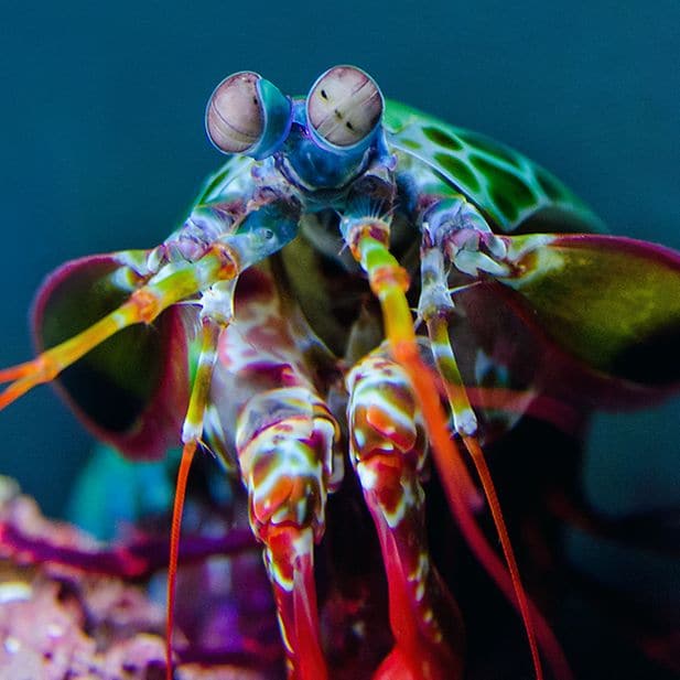 BLOG_animals-with-best-eyesight_Inline_3