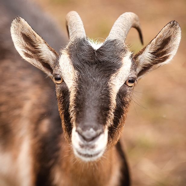 BLOG_animals-with-best-eyesight_Inline_8