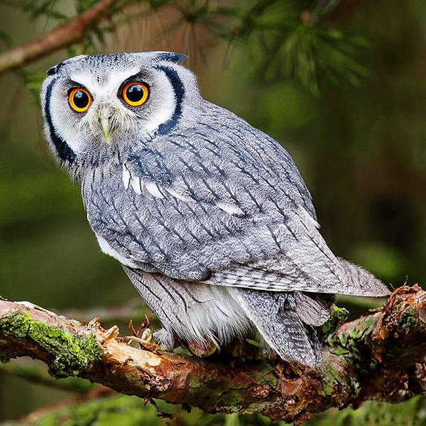 BLOG_animals-with-best-eyesight_Inline_2