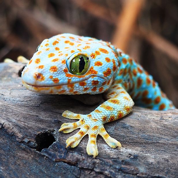 BLOG_animals-with-best-eyesight_Inline_6