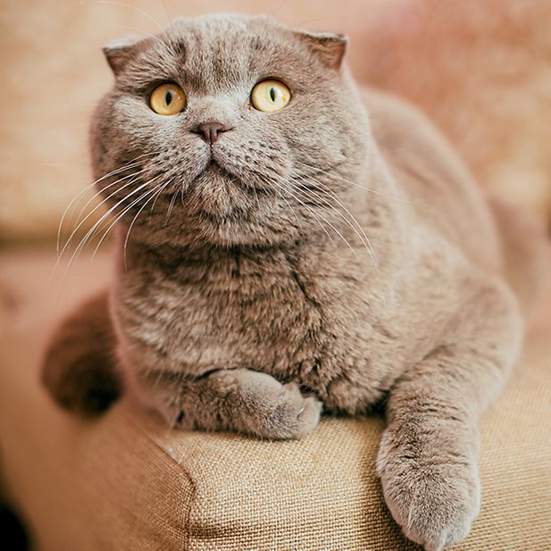 BLOG_animals-with-best-eyesight_Inline_5