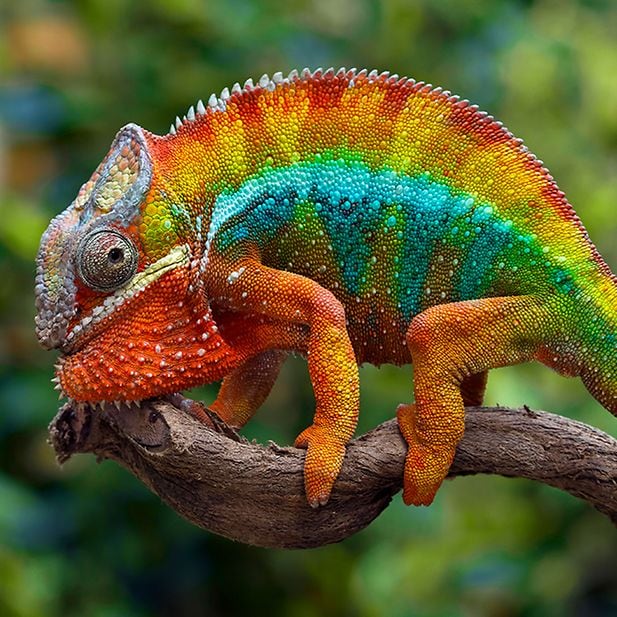 BLOG_animals-with-best-eyesight_Inline_4