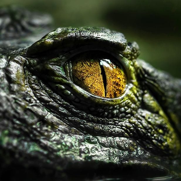 BLOG_animals-with-best-eyesight_Inline_7