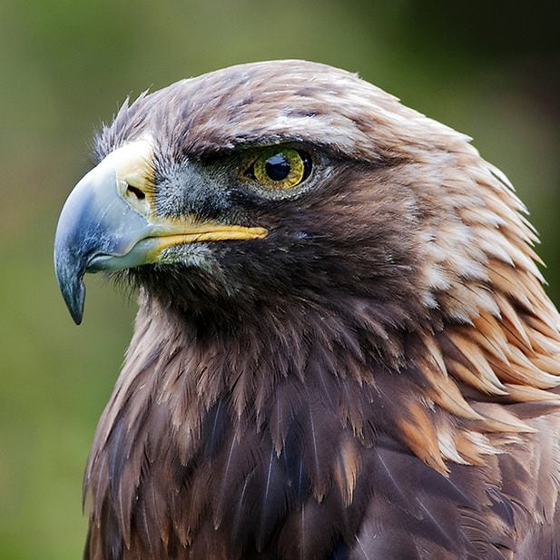 BLOG_animals-with-best-eyesight_Inline_1