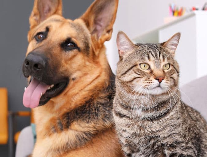 BLOG_contact-lenses-for-pets_banner